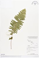 登錄號:BP00508藏品圖，第1張