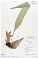 團葉槲蕨藏品圖，第1張