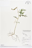 登錄號:BP00512藏品圖，第1張