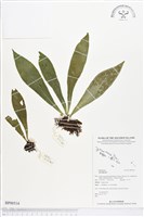 登錄號:BP00514藏品圖，第1張