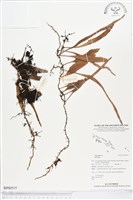 登錄號:BP00515藏品圖，第1張