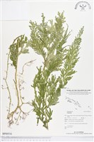 登錄號:BP00516藏品圖，第1張