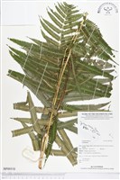 登錄號:BP00518藏品圖，第1張