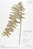 登錄號:BP00519藏品圖，第1張