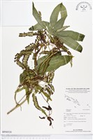 登錄號:BP00520藏品圖，第1張