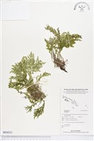 登錄號:BP00521藏品圖，第1張