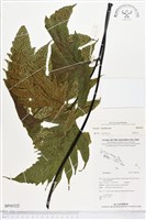 登錄號:BP00522藏品圖，第1張