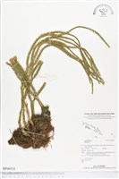 登錄號:BP00524藏品圖，第1張