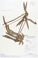 登錄號:BP00525藏品圖，第1張