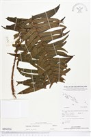 登錄號:BP00526藏品圖，第1張