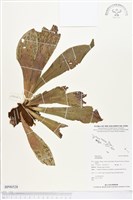 登錄號:BP00528藏品圖，第1張