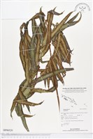 登錄號:BP00529藏品圖，第1張