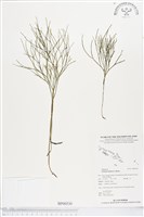 松葉蕨藏品圖，第1張