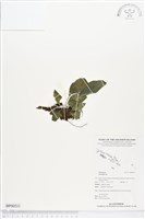 登錄號:BP00531藏品圖，第1張