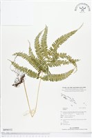 登錄號:BP00532藏品圖，第1張