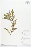 登錄號:BP00533藏品圖，第1張