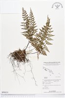 登錄號:BP00535藏品圖，第1張