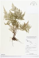 登錄號:BP00536藏品圖，第1張