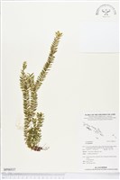 登錄號:BP00537藏品圖，第1張