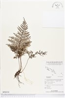 登錄號:BP00538藏品圖，第1張