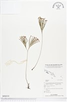 登錄號:BP00539藏品圖，第1張