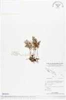 登錄號:BP00542藏品圖，第1張