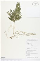 登錄號:BP00543藏品圖，第1張