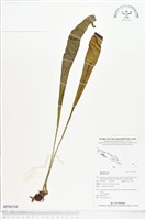 登錄號:BP00544藏品圖，第1張