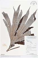 雙扇蕨藏品圖，第1張