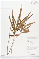 登錄號:BP00546藏品圖，第1張