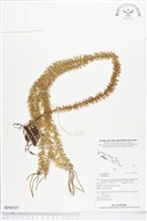 登錄號:BP00547藏品圖，第1張