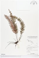 登錄號:BP00549藏品圖，第1張