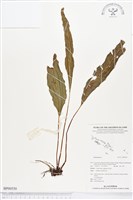 登錄號:BP00550藏品圖，第1張