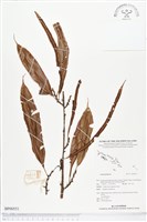 登錄號:BP00551藏品圖，第1張