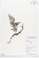 登錄號:BP00552藏品圖，第1張