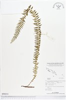 登錄號:BP00553藏品圖，第1張