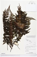 登錄號:BP00554藏品圖，第1張