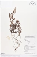 登錄號:BP00555藏品圖，第1張