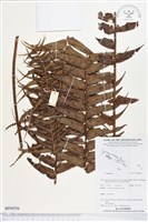 登錄號:BP00556藏品圖，第1張