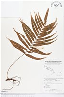 登錄號:BP00557藏品圖，第1張