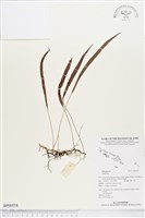 登錄號:BP00558藏品圖，第1張