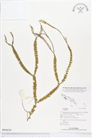 登錄號:BP00559藏品圖，第1張