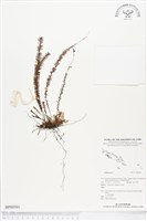 登錄號:BP00561藏品圖，第1張