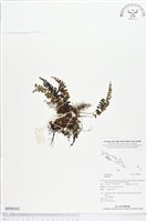 登錄號:BP00562藏品圖，第1張