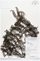 登錄號:BP00563藏品圖，第1張