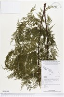 登錄號:BP00564藏品圖，第1張