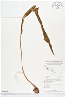 登錄號:BP00566藏品圖，第1張