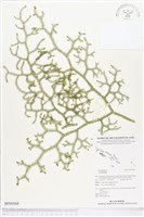 登錄號:BP00568藏品圖，第1張