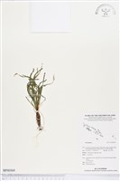 登錄號:BP00569藏品圖，第1張