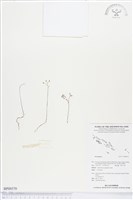 登錄號:BP00570藏品圖，第1張